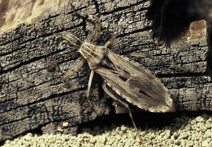 Reduviidae: Oncocephalus della Francia meridionale